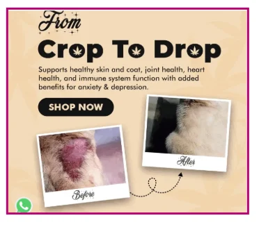 product description of pet products